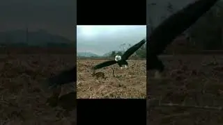 Snake Attack Rabbit And Eagle Attack Snake New Video 