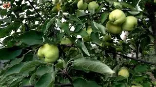 Обзор яблони Свердловчанин.
