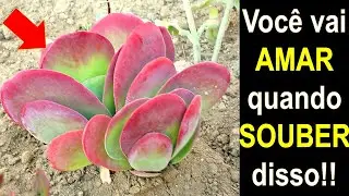 NUNCA MAIS COMPRE ORELHA DE ELEFANTE VEJA ISSO!!