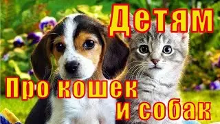 Интересные факты о кошках и собаках