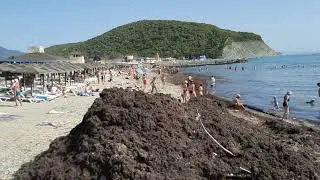 Куча водорослей и неприятный запах на центральном пляже в АРХИПО-ОСИПОВКЕ сегодня