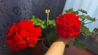 ЧЕРЕНКОВАНИЕ  ПЛЮЩЕЛИСТНОЙ ПЕЛАРГОНИИ В ВОДЕ 🌺