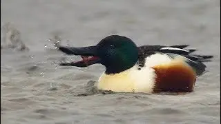 Широконоска (Anas clypeata) - Northern Shoveler | Film Studio Aves