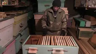 Как уйти от роения и получить больше мёда! (часть 1)