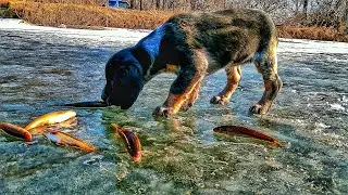 Прогулка щенка 2 месяца РУССКИЙ СПАНИЕЛЬ. Зимняя рыбалка на реках Приморского края.