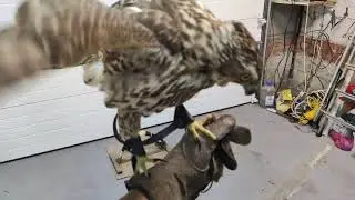 A goshawk with a bell around its neck!  Ястреб-тетеревятник с бубенцом на шее!