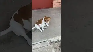 Я сердитый #shortsviral #shortsfeed #action