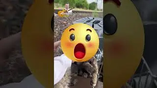 Он хотел спасти маму кошку, но успеет ли он? ❤️