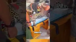 В горах Челябинска спасли пантеру 😱🐆