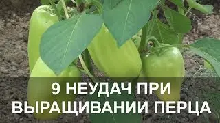 9 Основных Неудач при Выращивании Перца, как Спасти Урожай.