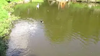 Озеро и река около Яремче