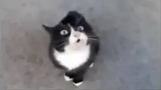 Animals With Autotune