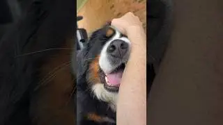 Rescue Bernese Mountain Dog Is Living Her Best Life 🩷 