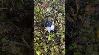 Lemming makes noises while following hiker in Norway