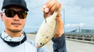 Skyway Pier Grouper Are Almost IMPOSSIBLE to Catch