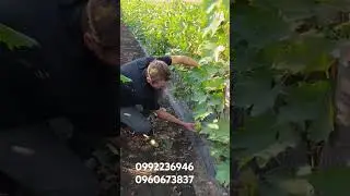 Саджанці винограду 2024р https://koveles.prom.ua