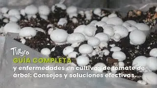 Guía Completa: De la producción al comercio del Champiñón - TvAgro por Juan Gonzalo Angel Restrepo