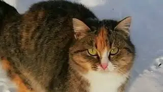 Кошка. Футаж для видеомонтажа