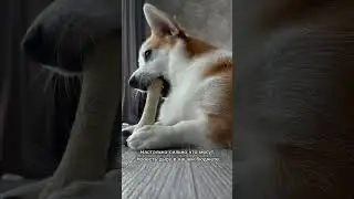 Пять причин не заводить собаку 