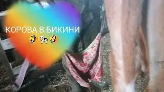 КОРОВА В БИКИНИ 🤣🐄🤣
