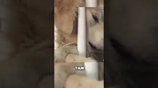 В ЧЕСТЬ СВОЕГО ЛУЧШЕГО ДРУГА 🖤