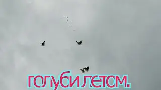 голуби летом.