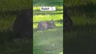 Our 🐰Rabbit is eating grass. #bunny #rabbit #ballarat #shorts #ytshorts