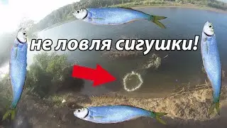 рыбалка на кастинговую сеть. ловля сигушки! но что то пошло не так и были пойманы жерешки!