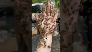 Почему пчёлы не жалят пчеловодов? 😱 