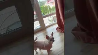 СОБАКА-Д@БИЛ😂🤯🤯 