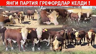 ЯНГИ ПАРТИЯ ГРЕФОРДЛАР ЗУ́РЛАРИДАН КЕЛДИ ХОРАЗМ БУ́ЙЛАБ ДАСТАВКА БОР !!! ХОРАЗМ БОЗОР