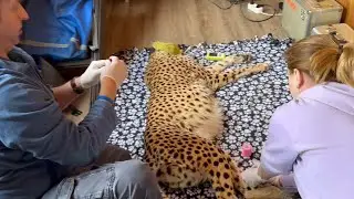 Cheetah Gerda was urgently checked by the doctors! The cat after anesthesia and the next day...