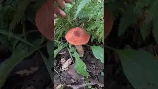 Что за гриб 🍄?