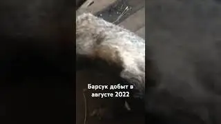 Добыл барсука ПОДПИШИСЬ НА КАНАЛ