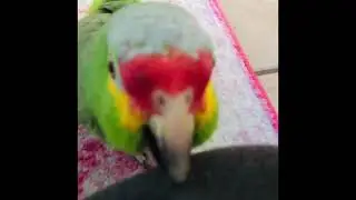 Parrots having a race |parrot fun games|