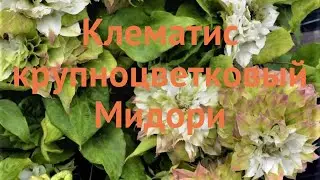 Клематис крупноцветковый Мидори (clematis midori) 🌿 обзор: как сажать, саженцы клематиса Мидори