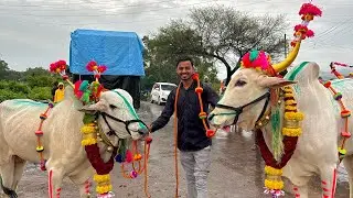 बैल पोळा 2024 / bail pola / महाराष्ट्र  बैल पोळा