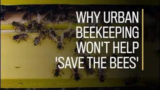 Why urban beekeeping won't help 'save the bees'