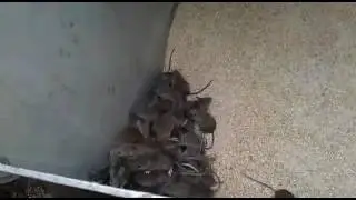 Кошка боится мышей