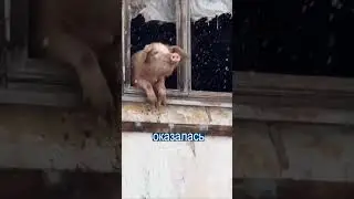Свинья Спасла себя от Мясника