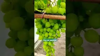 Виноград Лидчины . Теплица . Какие сорта уже у меня окрашиваются . #виноградлидчины #ультраранние#