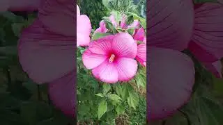 Травянистый гибискус розовый #сад #гибискус #лето24 #shorts