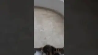 Oynayan Kedi