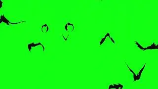 Bats Flying Towards Camera - Halloween Green Screen Pack