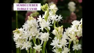Kırlardan geliyorlar ellerinde sümbülteber | Turgut Uyar
