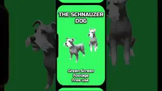 DOG video footage animation on a GREEN SCREEN.