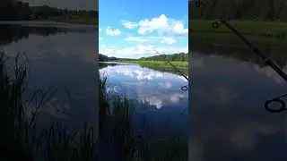 Ловля щуки на живца летом с берега на спиннинг. #shorts #рыбалка #fishing #carp #рыба #fish