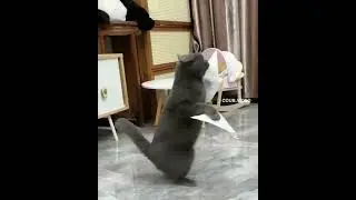Присылайте своих котов на почту в описании выставлю
