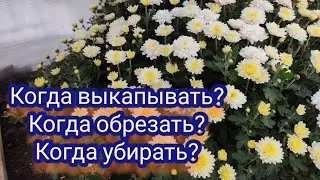 Хризантема осенью. Отвечаю на ваши вопросы.