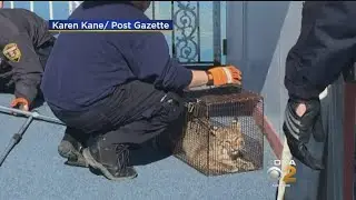 Bobcat Found On Gateway Clipper Boat Removed By Animal Control